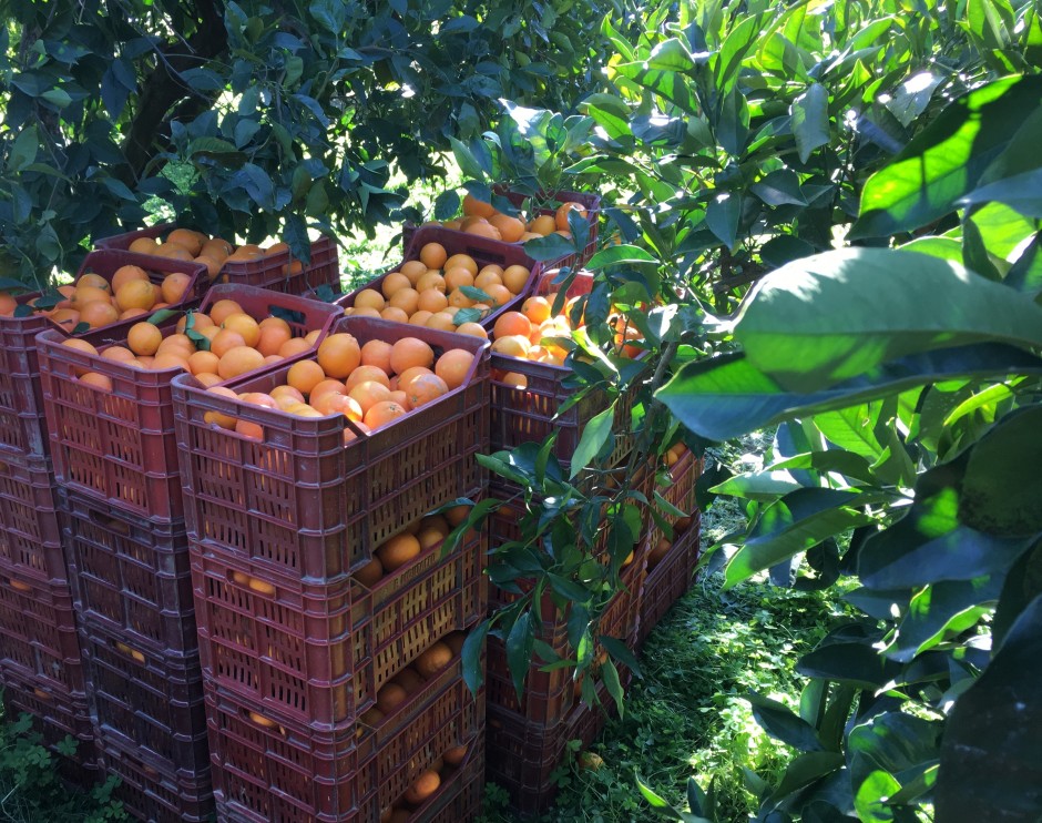 prima fase della raccolta delle arance varietà Navel